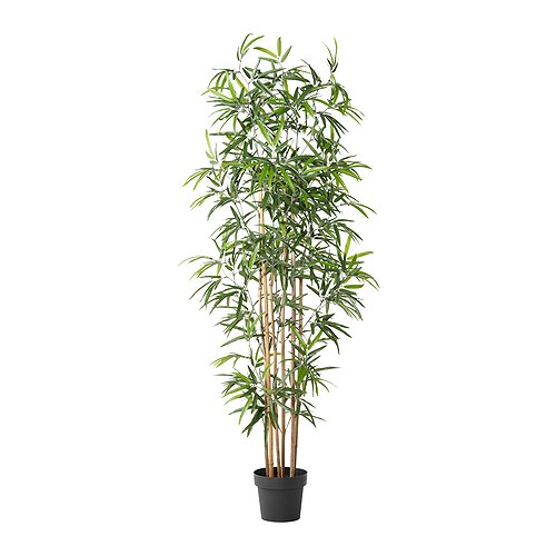 Bambus Pflanze H:180cm